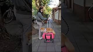 第一次練習坐寵物推車的米果妹😂 #dog #cute #柴犬 #shiba #shortvideo #shorts #family #可愛い #pets #puppy #寵物 #毛小孩 #狗狗