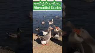 #Beautiful Ducks అందమైన బాతులు #subscribe for more #youtubeshorts