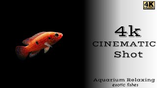 4K Cinematic Shot | Aquarium Relaxing Video Cinematic Shot Of Exotic Fishes #exoticfishes  #fish....