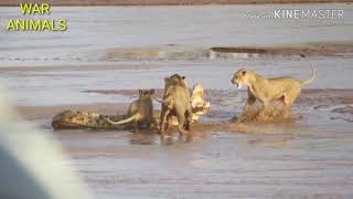 Tiger vs crocodiles attack ..