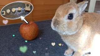 手間かけて乾燥リンゴおやつプレート作ってあげたら喜んで食べてくれました【うさぎカフェ ぽっぷ Pop】