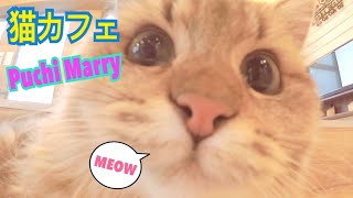 猫カフェぷちまりーでチュールの凄さを知った！