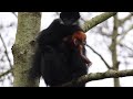 the first baby françois langur monkey to be born at fota wildlife park