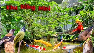 Natural Aviary - Đẳng Cấp Aviary tự nhiên có chim Sáo Nấu, Bồng Lau & hồ cá Koi Mê Ly | Đạt Bird TV