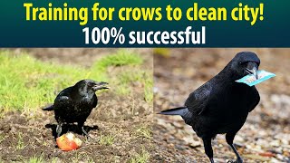 Crows to be given training to clean city! Successfully tested!