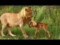 Lion saves a baby calf from another lion attack