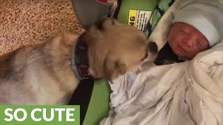 Dogs meet newborn baby for the first time