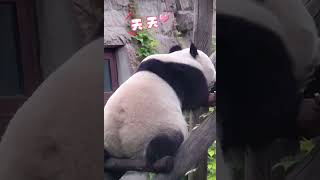 面面奶爸喊白天回去 要下班了 #一方水土养一方熊猫 #panda #大熊猫 #来这吸熊猫 #cute #熊