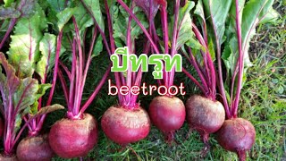 บีทรูท (beetroot) ผักมีประโยชน์ ทานได้ทั้งใบและหัว