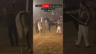 Stallion dulla (ਸ਼੍ਰੀ ਮੁਕਸਰ ਸਾਹਿਬ ਮੇਲਾ) 2023 champion #majhuke #bloodline #marwarihorse #viral