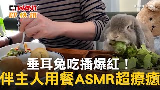 CTWANT 生活趣聞 / 垂耳兔吃播爆紅！　伴主人用餐ASMR超療癒