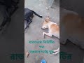 শান্তির ঘুম 🐕🐕🐕🐕