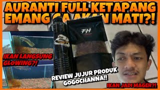 COBAIN AURANTI FULL KETAPANG DARI GOGOCHANNA! APAKAH HASILNYA BAGUS?