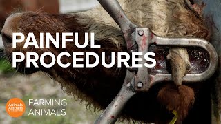 Why farmed animals face legal animal cruelty