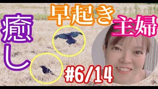 #6/14【早起き主婦の癒し】辛い朝でも必ず会いに来る？元気をもらえる日課があります。