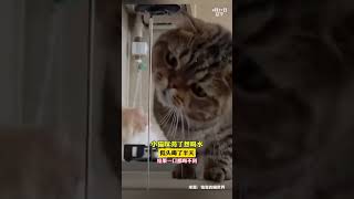 小猫咪渴了想喝水，低头喝了半天 猫猫：让我瞅瞅什么情况 #萌宠