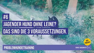 #06 Jagender Hund ohne Leine? Das sind die 3 Voraussetzungen.