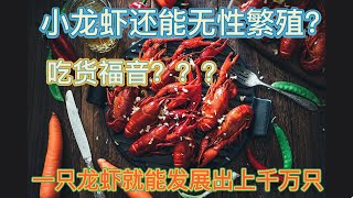 生物的发展最终是无性繁殖？？一只雌性龙虾就能发展出上千万只，这到底是什么完美生物？