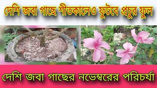 দেশি জবা গাছে শীতকালেও ফুটবে প্রচুর ফুল / দেশি জবা গাছের নভেম্বরের পরিচর্যা