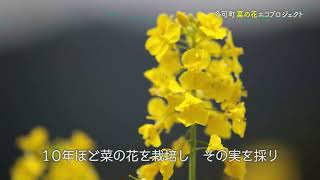 【 ショートVer 】菜の花畑・商品のPR動画