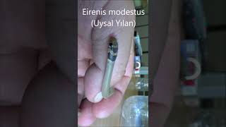 Adı gibi görebileceğiniz  en uysal yılan #Eirenis modestus #Uysal Yılan #snake