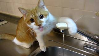 水道水を蛇口から直飲みする猫～みるく。