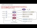 MCB 182 Lecture 9.6 - ncRNA (miRNA, lncRNA, eRNA)