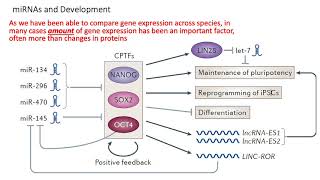 MCB 182 Lecture 9.6 - ncRNA (miRNA, lncRNA, eRNA)