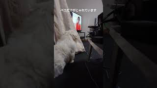 ペキニーズ（犬）カーテン越しのじゃれあい #shorts #ペキニーズ #犬 #pekingese #dog