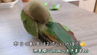 【コザクラインコ】～羽飾り続編～