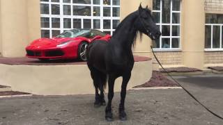 Фризский жеребей Бумер и Ferrari 488 GTB