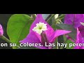 plantas villor las plantas de flor you tube .1