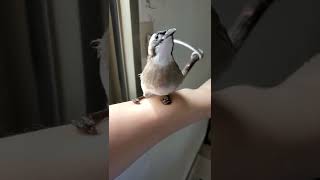 白頭翁美鳥出浴（野鳥救援injured bird）