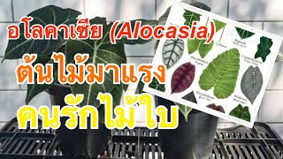 📌 อโลคาเซีย (Alocasia)ต้นไม้มาแรงของคนรักไม้ใบ สำหรับมือใหม่