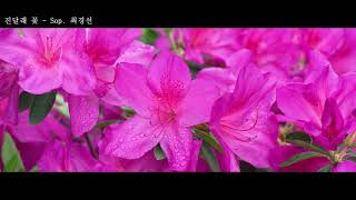 소프라노 최경선. 진달래꽃 (김소월시. 김동진곡. The Azalea Flower)