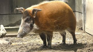 アカカワイノシシ,よこはま動物園ズーラシア,Red River Hog,Zoorasia,Yokohama,Kanagawa,Japan