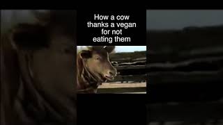 How a cow thanks a vegan for not eating them #shorts