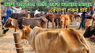 দেশি বাছুর সহ গাভী গরুর দরদাম জানুন | বেতাগা গরুর হাট | 25 নভেম্বর 2024, সোমবার | নগর বাংলা টিভি