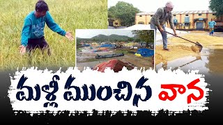 Grains Wet By Heavy Rains in Joint Karimnagar | Farmers Expressed  Concern to Govt Should Help