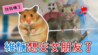 【維鼠日記】維糖想交女朋友了!!【維特】#32