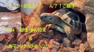 #64：新生体お迎え＆ヘルマンリクガメのヘンリー