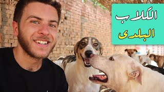 What are baladi dogs? 🐕 ستة أشياء لم تكن تعرفها عن الكلاب البلدى