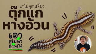 EP.17 พาไปดูคนเลี้ยงตุ๊กแกหางอ้วน #gecko #africanfattailed #fattailed