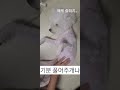 비숑 털 엉킴으로 여름 빡숑..ㅠ 털 밀면 더 위를 더 잘탄다는데.. 미안 비숑프리제 빡숑 강아지미용 터치 졸림