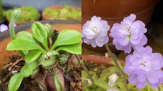 食虫植物って意外にも、可愛らしい花や美しい花を咲かせるんです！