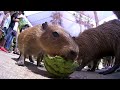 カピバラはスイカが大好き capybara s watermelon time