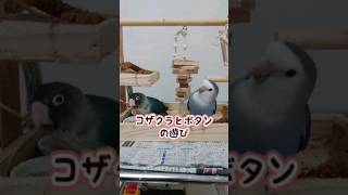 【インコ】コザクラとボタンの遊び　インコの日常#インコ #shorts