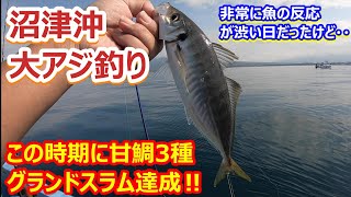 ＃108　沼津沖アジ釣り五目！　青物狙いなのにこの時期にアマダイのグランドスラム達成(^^;)