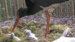 Must-toonekurg~Kaia grabs the smallest chick \u0026 put it out of nest bowl~ 7:39 am 2023/06/06