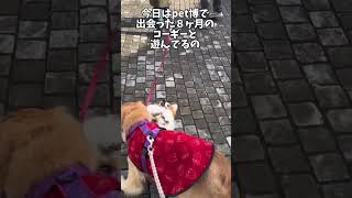 仔犬たちのワンプロ❤️